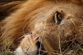 Aux heurs les plus chaudes de la journée, les lions paressent...  
