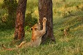 Fin de journée sur la plaine, les lions sortent de leur torpeur et aiguisent leurs griffes !  