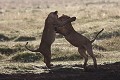 Lors du jeu, les lionceaux sont amenés à répéter postures et attaques qui leur serviront plus tard à terrasser leurs proies  