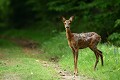 Jeune chevrette rencontrée sur le bord d'un chemin forestier chevreuil, chevrette 