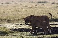 Un lionceau salue une des lionnes adultes de la troupe  