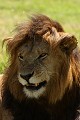 Milieu de matinée, ce beau lion à la crinière presque noire songe à s'abriter du soleil...  