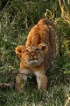 Fin de journée, ce jeune lionceau s'étire tout en lorgnant d'un oeil avide une branche basse sur laquelle il va jeter son dévolu  