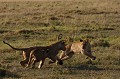 Les jeux matinaux impliquent parfois plus de deux lionceaux !  