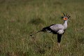 Serpentaire en chasse dans la savane  