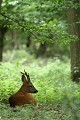Par une chaude journée printanière, ce chevreuil profite de la fraîcheur et de la quiétude du sous-bois chevreuil, brocard 
