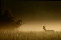 Brocard dans la brume matinale au lever du soleil brocard, chevreuil 