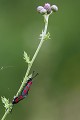 Accouplement de papillons Zygènes  