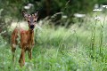 Ce chevreuil déguste avec appétit les plantes d'un petit chemin de campagne chevreuil 