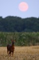 Pendant le rut, les brocards ne prennent guère de repos, tout occupés à courtiser les chevrettes et écarter les rivaux  