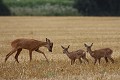 Malgré leurs tentatives répétées d'approches, les jumeaux se font régulièrement rabrouer par le jeune brocard du coin ! chevreuil, faon 