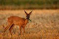 Dans les derniers rayons du soleil, le faon se délecte des pousses vertes glanées dans les chaumes chevreuil, faon 