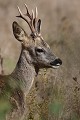 Dans une prairie, un brocard profite des rayons de soleil d'automne chevreuil, brocard 