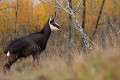 Le jour se lève, les chamois commencent à s'activer et à pâturer sur les escarpements chamois 