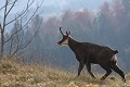 Petit tour sur la crête pour ce chamois en vadrouille chamois 