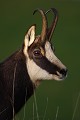 Les premiers rayons de soleil viennent caresser l'oeil fauve du chamois chamois 