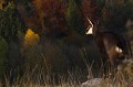 Du haut d'une crête, un chamois semble contempler les couleurs bariolées de l'automne chamois 