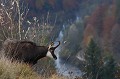 Au sommet d'une falaise, le mâle dominant surveille les femelles de son groupe qui paissent en contrebas chamois 