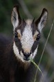 Jeune chamois se régalant de pousses d'herbe tendres chamois 