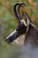 Après avoir passé une bonne partie de la matinée à rassembler ses femelles, ce chamois s'accorde une pause bien méritée chamois 