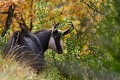 En fin de matinée, le groupe de chamois a gagné une zone buissonneuse pour se remiser. Le mâle dominant en profite pour renouveler ses marques territoriales chamois 