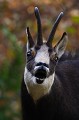 Les effets de l'odeur de l'urine d'une femelle sur ce mâle sont éloquents... chamois 