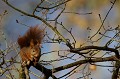 Du haut de son perchoir, un écureuil roux profite des rayons de soleil hivernaux écureuil roux 