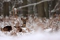 Bien au chaud dans son épais pelage d'hiver, une chevrette inspecte les environs avant de se remettre à manger chevreuil, chevrette 
