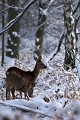 Quand la neige recouvre abondamment la végétation, les chevreuils doivent gratter la couche au sol pour glaner leur nourriture chevreuil 