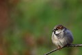 Moineau par une froide journée d'hiver  