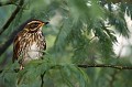 Grive mauvis à l'abri d'un mimosa  