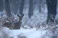 Chevrillard sous la neige au lever du jour chevreuil 