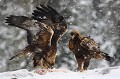 Aigles royaux - Finlande - hiver 2010 aigle royal 