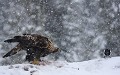 Pie et aigle royal - Finlande - Hiver 2010  