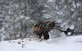 Aigle royal et pie - Finlande - Hiver 2010  