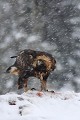 Aigle royal - Finlande - Hiver 2010  