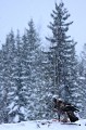 Aigle royal - Finlande - Hiver 2010  