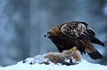 Aigle royal - Finlande - Hiver 2010  
