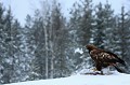 Aigle royal - Finlande - Hiver 2010  
