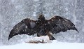 Aigle royal - Finlande- Hiver 2010  