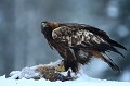 Aigle royal - Finlande - Hiver 2010
  