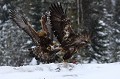 Explication de texte entre deux aigles  