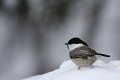 Mésange boréale - Finlande - Hiver 2010  