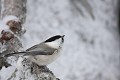 Mésange boréale - Finlande - Hiver 2010  
