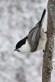 Mésange acrobate  