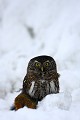 A la recherche des Jaseurs, rencontre fortuite avec une chouette Chevêchette qui vient juste de tuer sa proie, un Durbec des sapins  