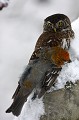 Complaisante, la Chevêchette pose dans un arbre avec sa proie...  