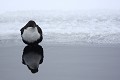 Entre eau, glace et neige, l'élégant au plastron blanc  