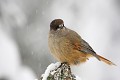 Le Mésangeai imitateur prend la pose sous la neige  