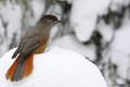 Mésangeai imitateur - Finlande - Hiver 2010  